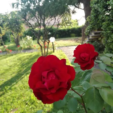 Doda Bardolino
